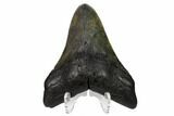 Fossil Megalodon Tooth - Georgia #151524-2